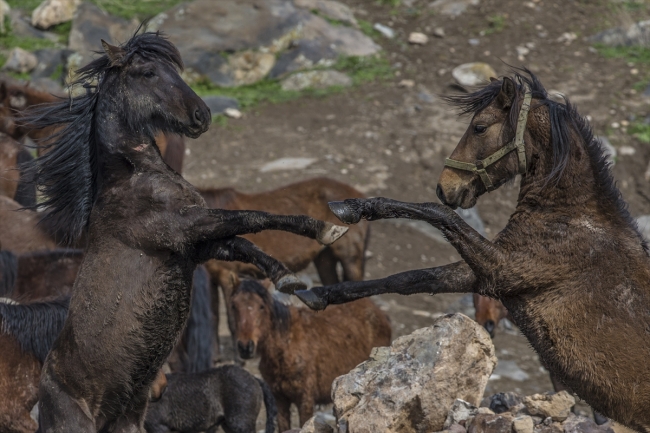 Yılkı atlarını fotoğraflamak için Türkiye’nin dört bir yanından geliyorlar